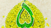 پنج جایزه مشهد مقدس...